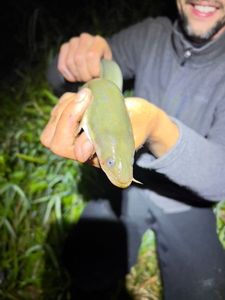 European Eel (Common Eel)