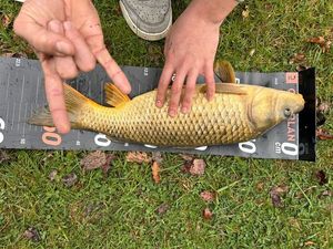Common Carp
