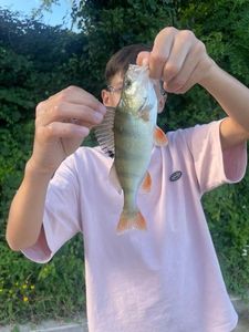 European Perch