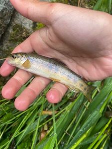 Brown Trout