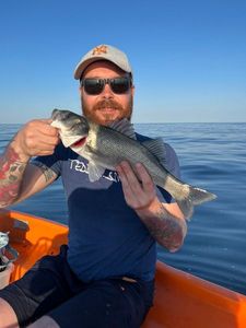 European Bass (Seabass)