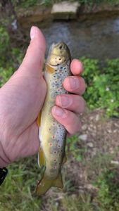 Brown Trout