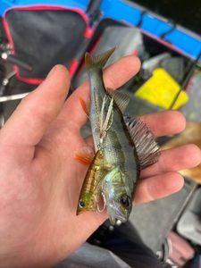 European Perch