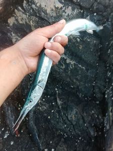 Garfish
