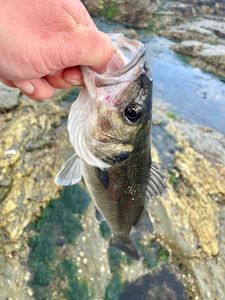 European Bass (Seabass)