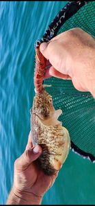 Common Cuttlefish