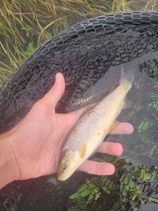 Brown Trout