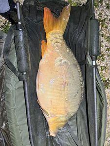 Mirror Carp