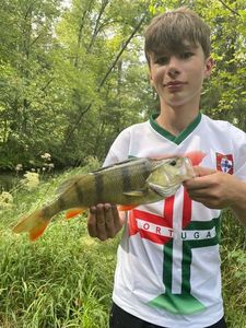European Perch