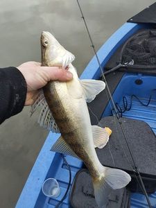Zander