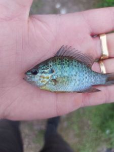 Green Sunfish