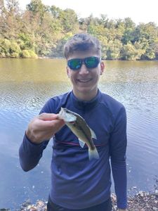 Largemouth Bass