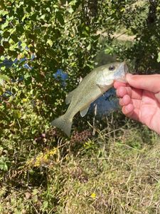 Smallmouth Bass