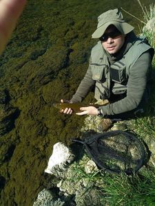 Grayling