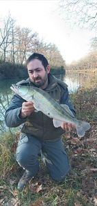 Zander