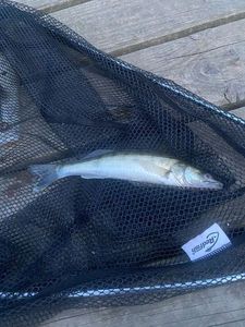 Zander