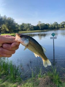 Largemouth Bass