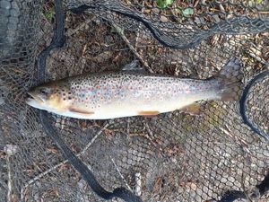 Brown Trout