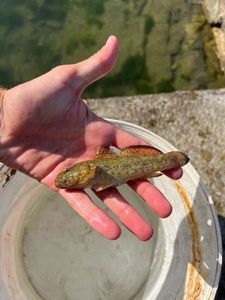 Black Goby