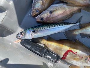 Mackerel