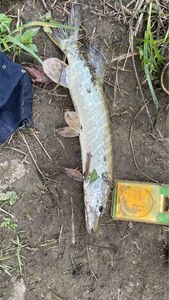 Northern Pike