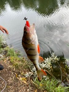 European Perch