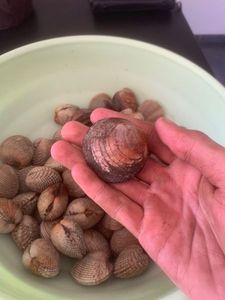 Dog Cockle