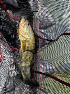 Largemouth Bass