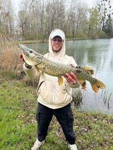 Northern Pike
