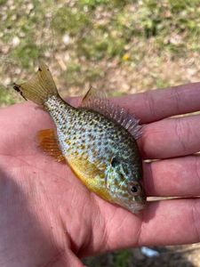 Green Sunfish