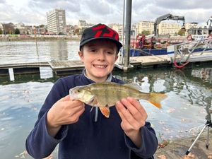 Green Sunfish