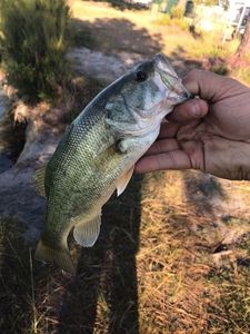 Largemouth Bass