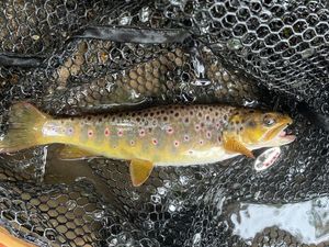 Brown Trout