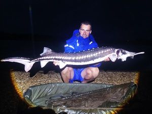 Sturgeon