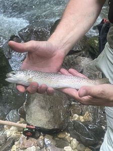 Brown Trout