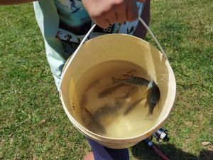 Green Sunfish