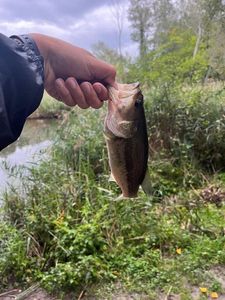 Largemouth Bass