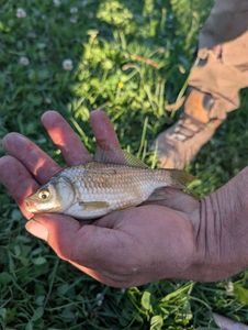Crucian Carp