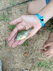 Green Sunfish
