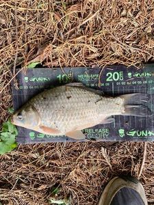 Crucian Carp