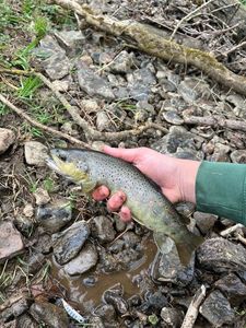 Brown Trout