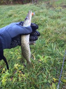 Northern Pike