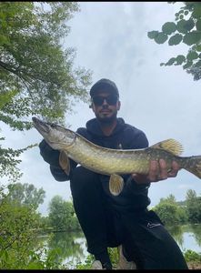 Northern Pike
