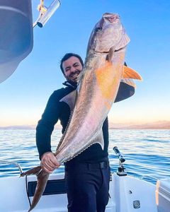 Greater Amberjack