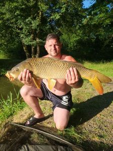 Common Carp