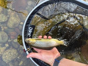 Brown Trout
