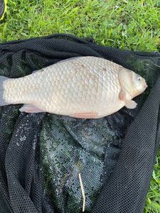 Crucian Carp