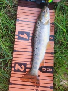 Brown Trout