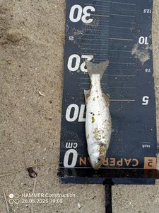 European Bass (Seabass)