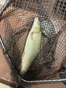 Barbel